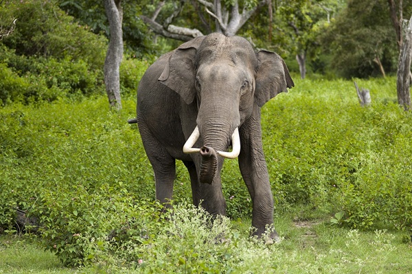 Bandipur National Park