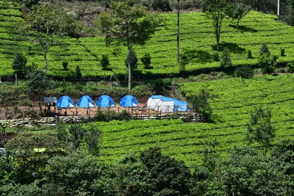 Drive to Munnar – Waterfalls, Tea Gardens & Campfire