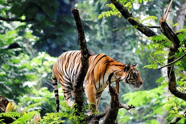 Madurai Thekkady