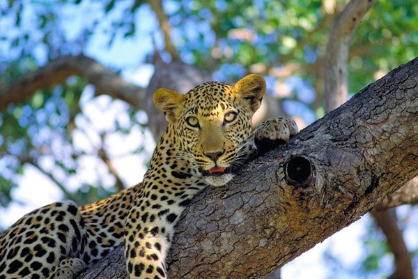 Nagarhole National Park