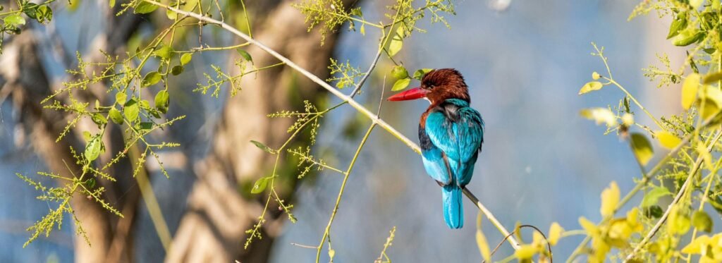 Luxury Bird Sanctuaries in South India: A Refined Traveler's Guide