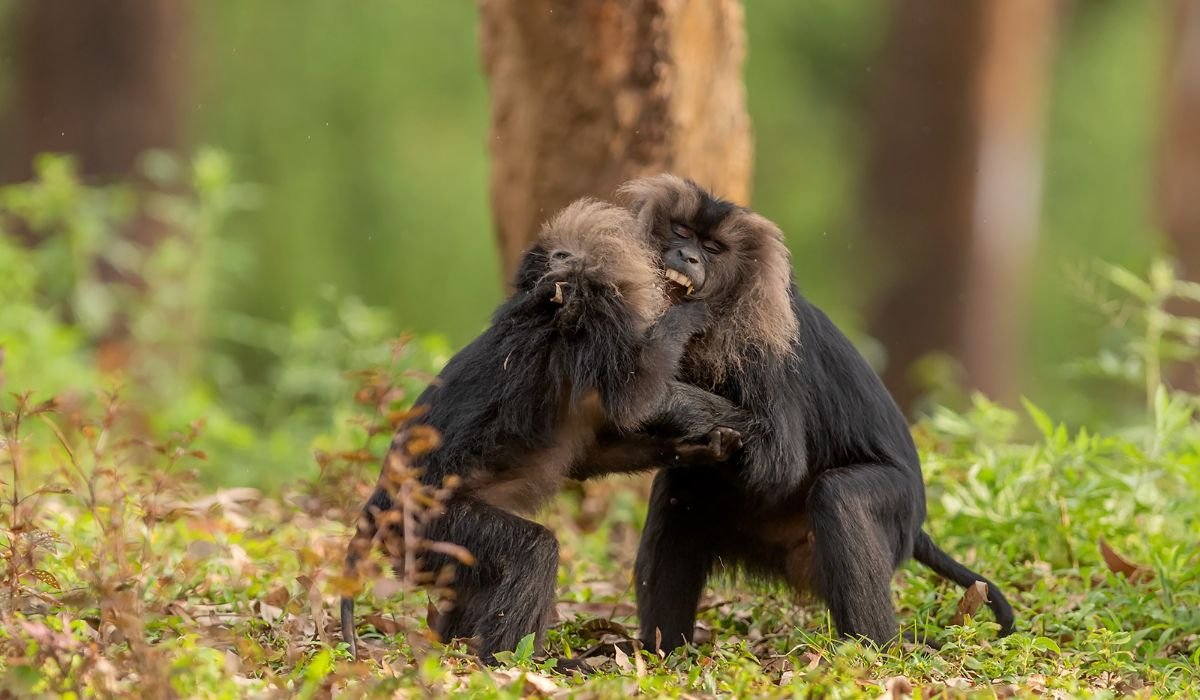 Luxury Wildlife Safaris in South India: The Ultimate Guide to India’s Finest Jungle Experiences