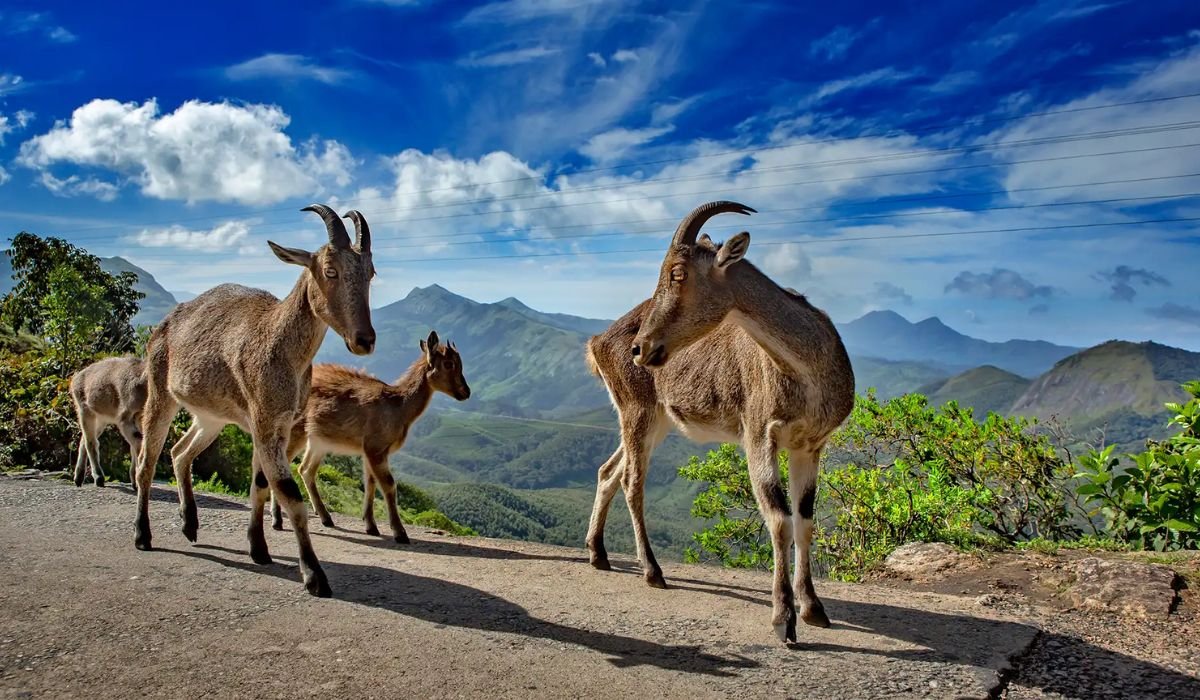 Luxury Wildlife Safaris in South India: The Ultimate Guide to India’s Finest Jungle Experiences
