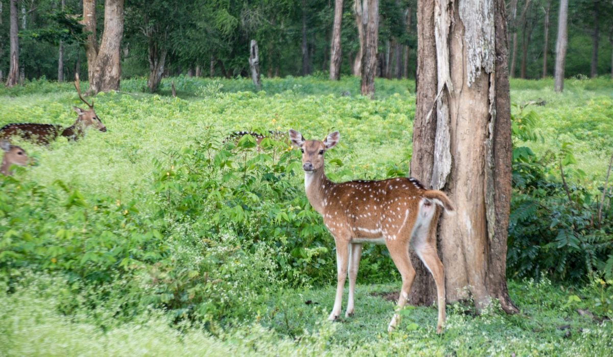 Luxury Wildlife Safaris in South India: The Ultimate Guide to India’s Finest Jungle Experiences