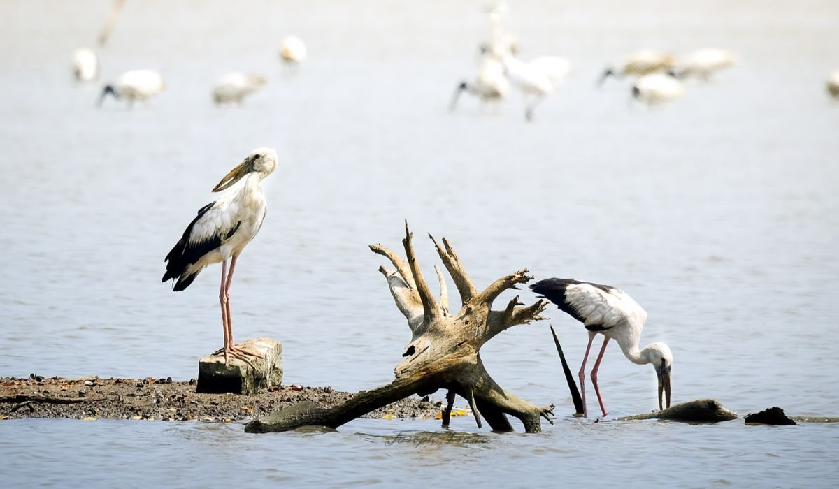 Luxury Bird Sanctuaries in South India: A Refined Traveler's Guide