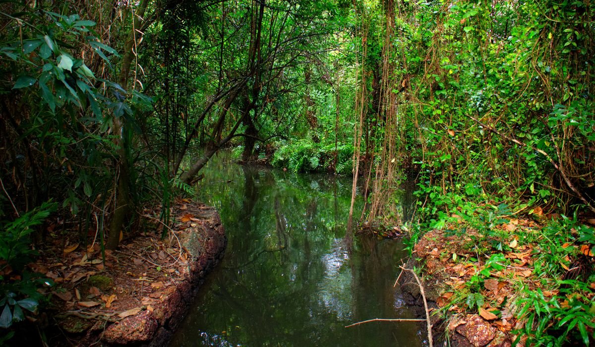 Luxury Bird Sanctuaries in South India: A Refined Traveler's Guide