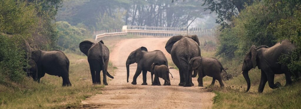 Luxury Wildlife Safaris in South India_ The Ultimate Guide to India’s Finest Jungle Experiences (2)