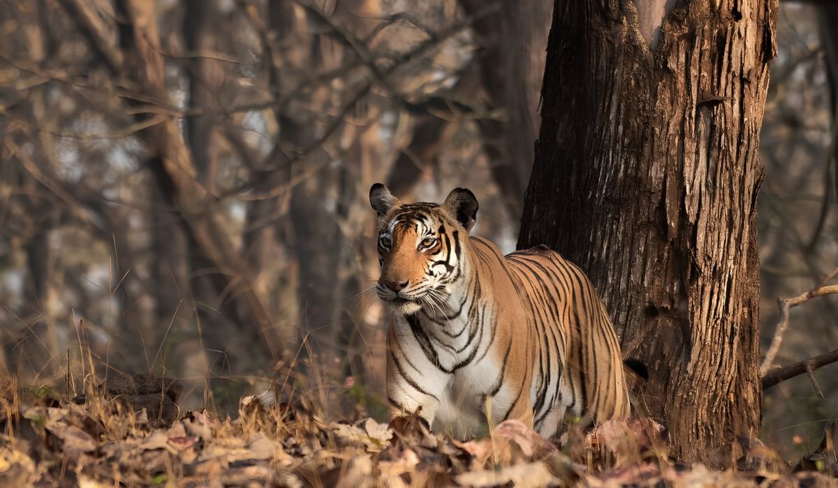 Luxury Wildlife Safaris in South India: The Ultimate Guide to India’s Finest Jungle Experiences