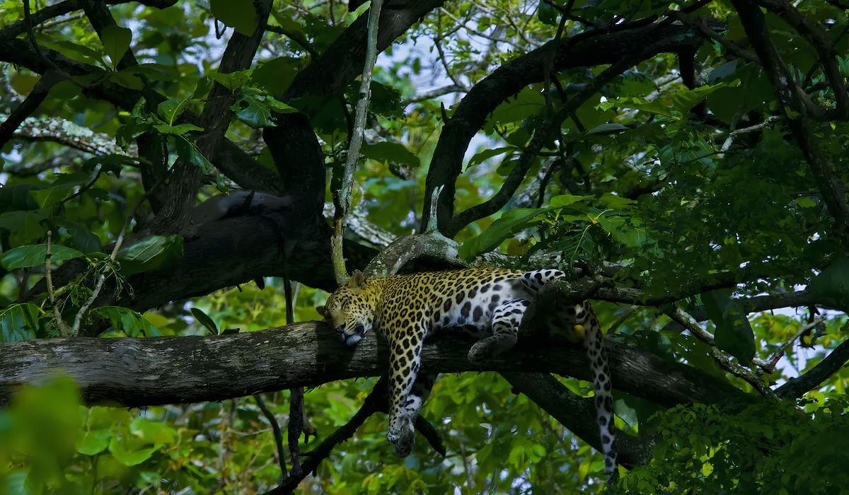 Luxury Wildlife Safaris in South India: The Ultimate Guide to India’s Finest Jungle Experiences