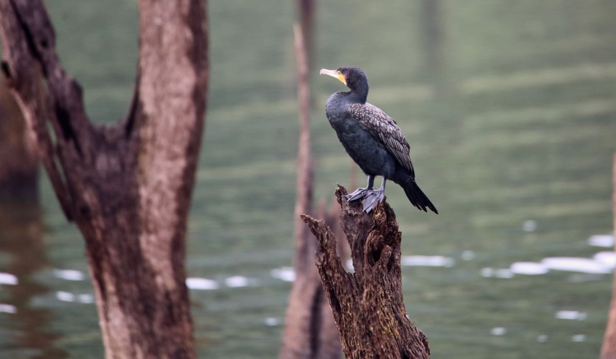 Luxury Bird Sanctuaries in South India: A Refined Traveler's Guide