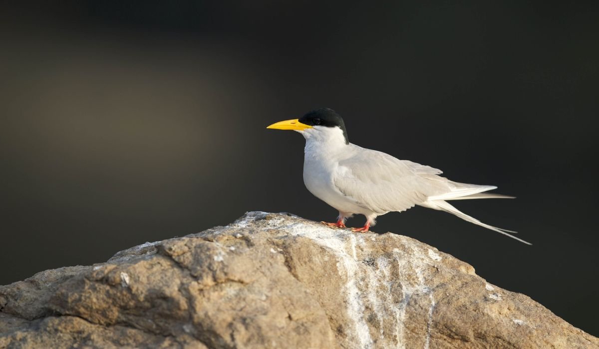 Luxury Bird Sanctuaries in South India: A Refined Traveler's Guide