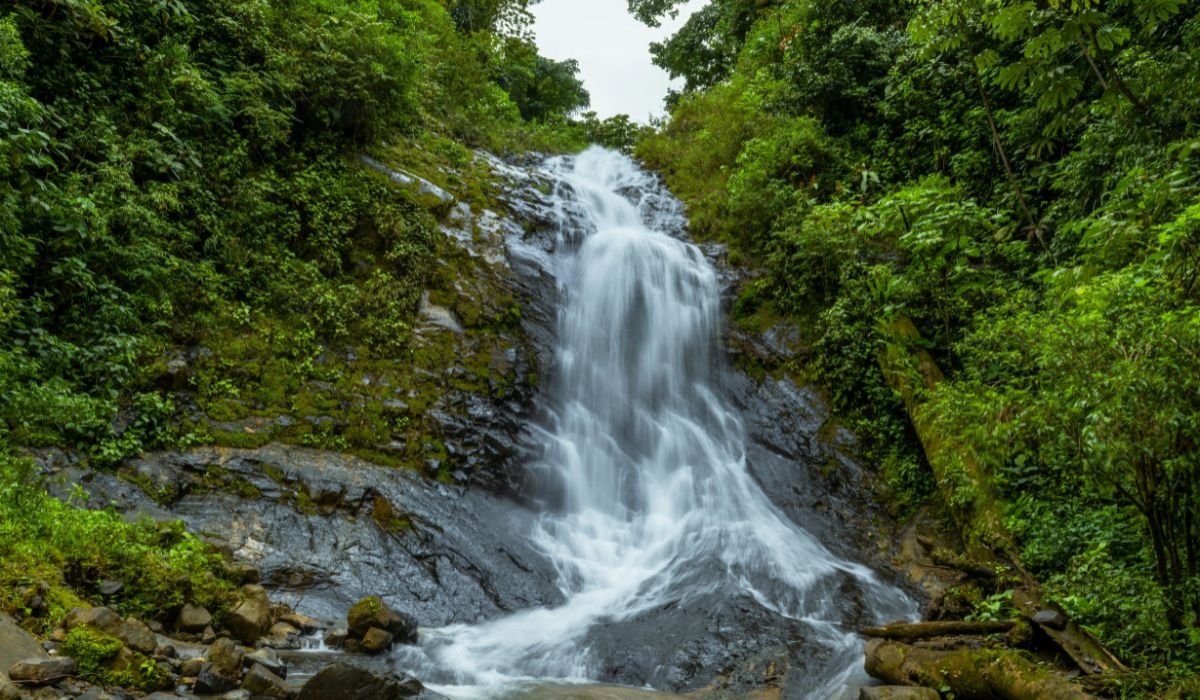Luxury Wildlife Safaris in South India: The Ultimate Guide to India’s Finest Jungle Experiences