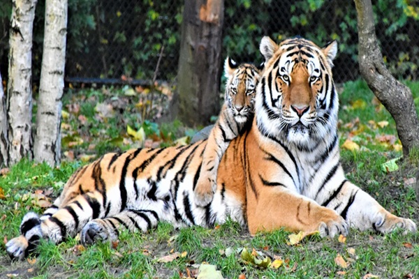 nagarhole national park safari